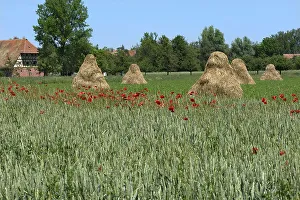 Corn poppy flowers (Papaver rhoeas) in a green cornfield