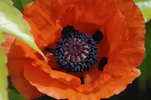 Corn poppy (Papaver)