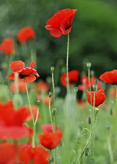 Corn poppy (Papaver rhoeas)