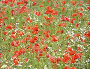 Corn Poppy (Papaver rhoeas) on a meadow near Baden