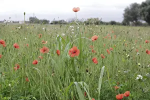 Corn poppy (Papaver rhoeas), red