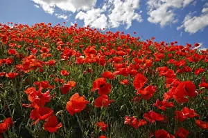 Corn poppy (Papaver rhoeas) on a slope