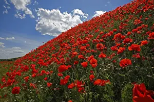 Corn poppy (Papaver rhoeas) on a slope
