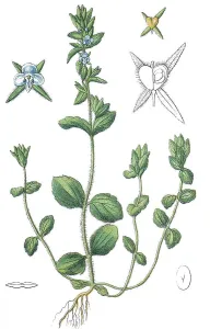 Corn speedwell, Common speedwell (Veronica arvensis)