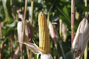 Corn (Zea mays), Cereals, Agriculture