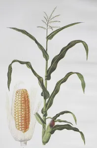 Corn (Zea mays), Corn plant, Corn