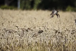 Cornfield with sparrows, summer, Germany