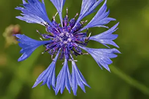Cornflower, bachelor's button (Centaurea cyanus) in flower in summer
