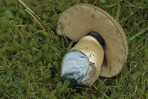 Cornflower boletus (Gyroporus cyanescens)