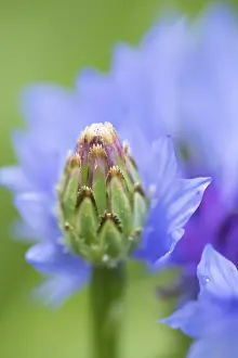 Cornflower (Centaurea cyanus) annual wildflower blue flower bud in summer