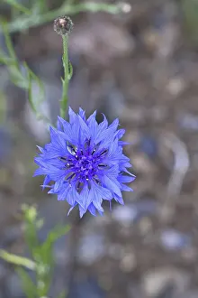 Cornflower (Centaurea cyanus), blue flower at the edge of a field