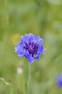 Cornflower (Centaurea cyanus), blue flower at the edge of a field