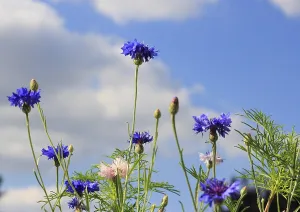 Cornflowers (Centaurea cyanus)