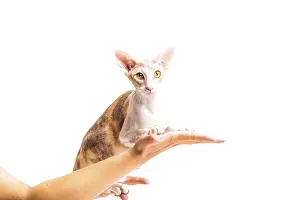 Cornish rex cat persons hand isolated white background