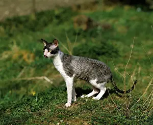 Cornish Rex Domestic Cat