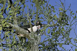 Cornish Rex domestic cat, adult in tree