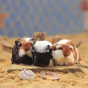Coronet guinea pigs, tortie-white and red-white