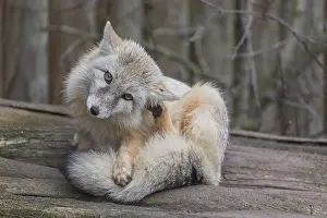 One corsac fox (Vulpes corsac) grooming himself