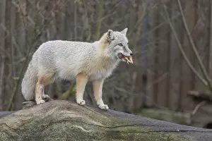 One corsac fox (Vulpes corsac) standing on a log with a chicken in his mouth