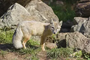 One corsac fox (Vulpes corsac) standing in front of some rocks