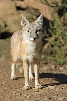Corsac Fox (Vulpes corsac), Steppe Fox