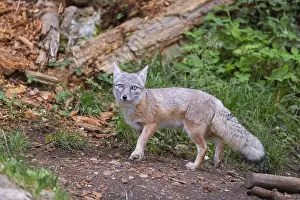 One corsac fox (Vulpes corsac) walking through green vegetation on hilly ground