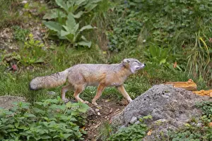One corsac fox (Vulpes corsac) walking through green vegetation on hilly ground