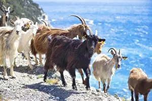 Corsican goats at Cap Corse, Haute-Corse