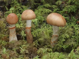 Cortinarius armillatus, commonly known as the red-banded cortinarius