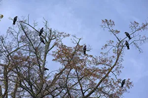 Corvid (Corvidae) in a tree, Bavaria