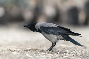 Corvus cornix, hooded crow, birds