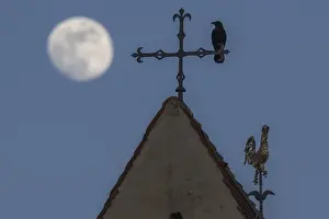Corvus corone Corvus corone sits on a cross above the roof