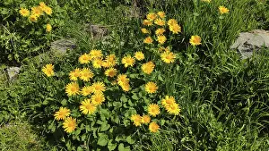 Corydalis (Doronicum spec.), Carpathians