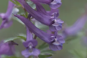 Corydalis solida (Corydalis solida)