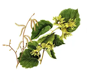 Corylus americana, American hazelnut