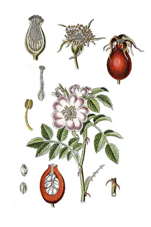 Corymb rose (Rosa dumetorum), medicinal plant