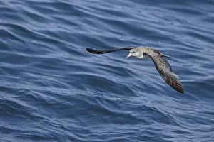 Cory's Shearwater (Calonectris borealis) adult