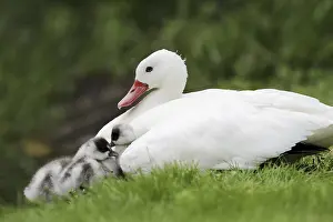 Coscoroba swan (Coscoroba coscoroba) with chicks