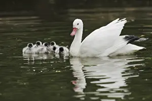Coscoroba swan (Coscoroba coscoroba) with chicks
