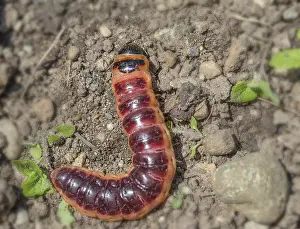 Cossus cossus willow drill caterpillar