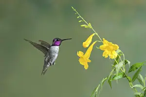 Costa's Hummingbird (Calypte costae) male feeding on flower nectar