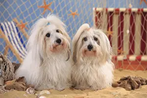 Coton de Tulear, bitches