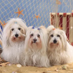 Coton de Tulear, bitches