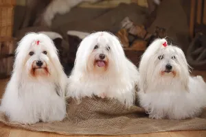 Coton de Tulear, bitches