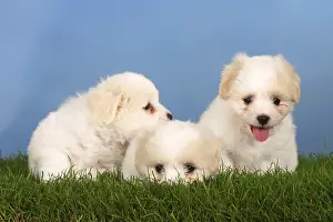 Coton de Tulear, puppies, 6 weeks