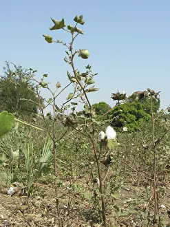 Cotton bush, common cotton (Gossypium herbaceum)