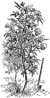 Cotton or cotton plant, (Gossypium) useful plant, spade, biology, USA, historical illustration 18888, North America