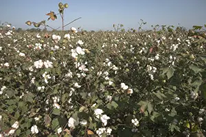 Cotton field in Mississippi (Gossypium herbaceum)