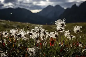 Cotton grass in a meadow with Montafon mountains in the background