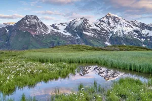 Cotton grass with mountain panorama and reflection, snow, Grossglockner High Alpine Road, Hohe Tauern National Park, Pinzgau, Salzburg